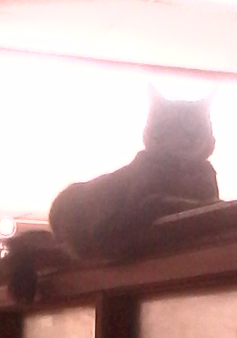 Behold the UPInet cat!